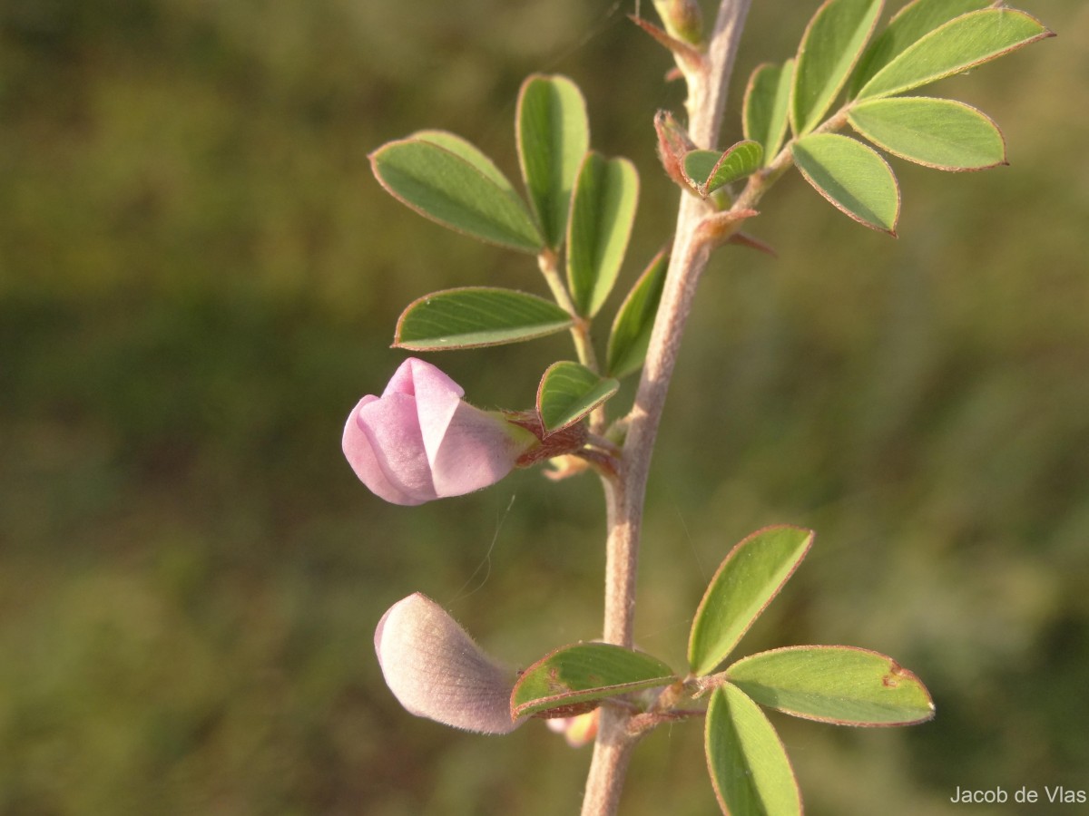 Tephrosia spinosa (L.f.) Pers.